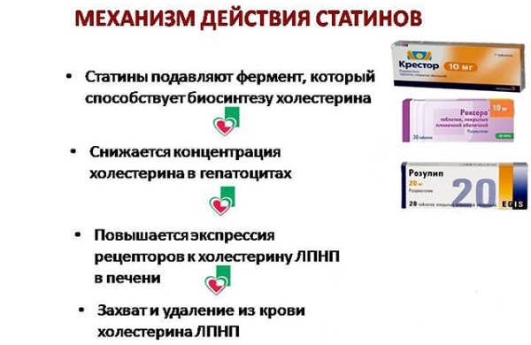 Механизм действия статинов