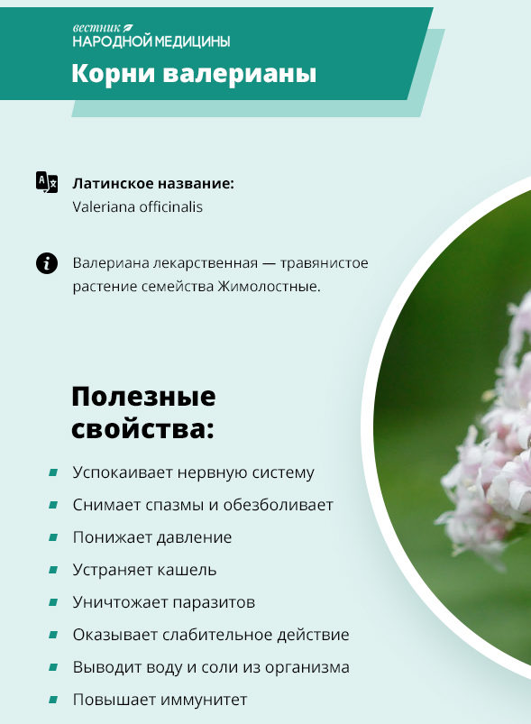 Полезные свойства корня валерианы