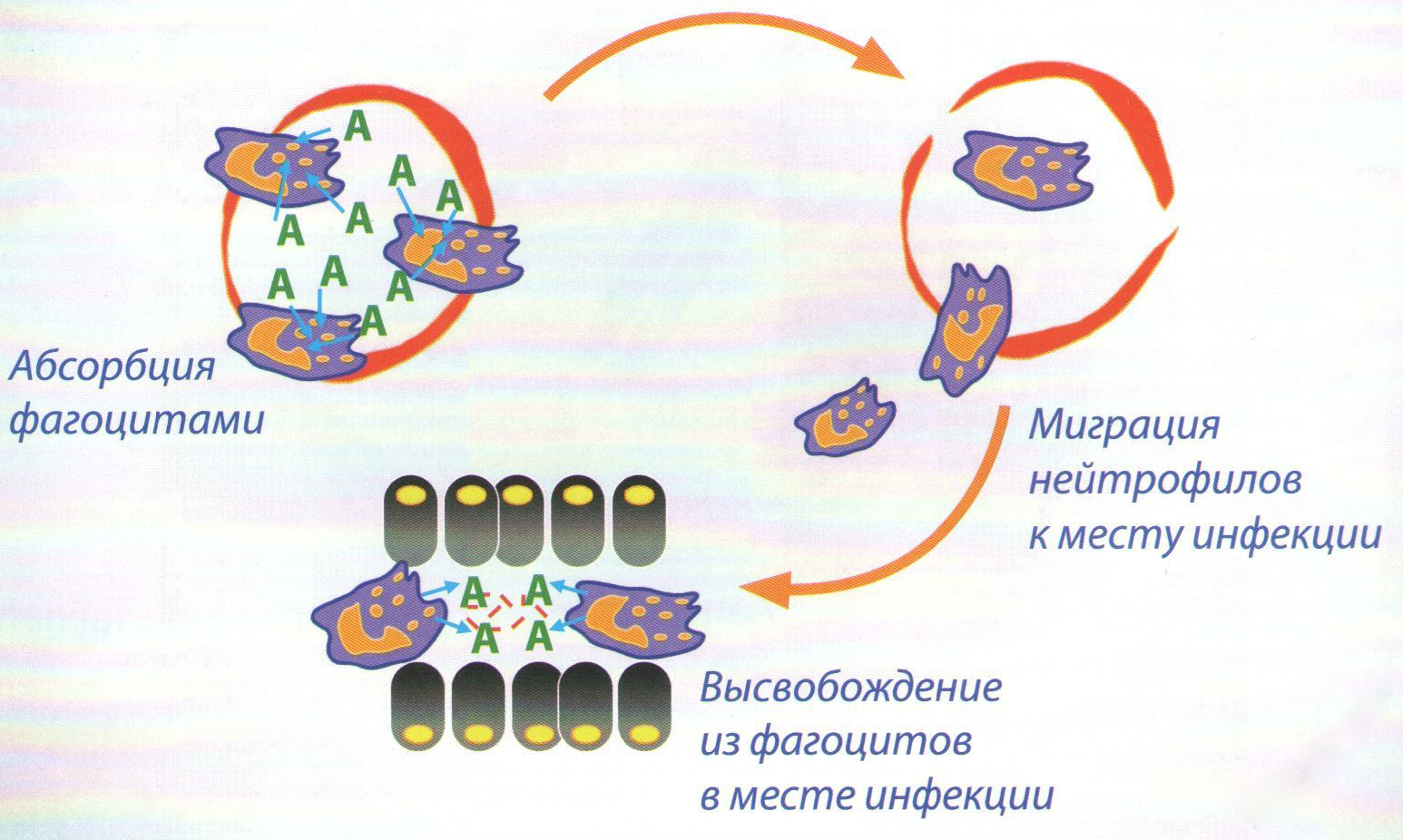 Механизм действия препарата