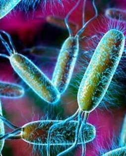 Кишечная палочка в мазке Кишечная палочка в мазке