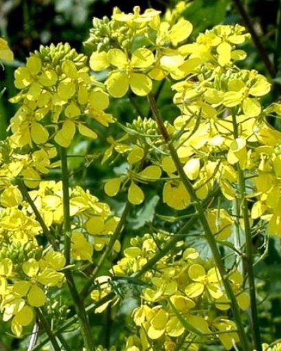 Растение - Горчица Растение - Горчица