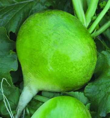 Зелёная редька: польза и вред для организма Зелёная редька: польза и вред для организма