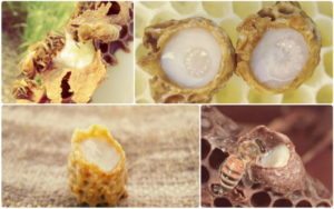 Пчелиное маточное молочко - польза и вред для человека