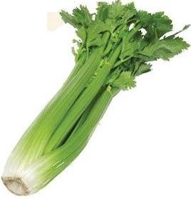 Сельдерей: польза и вред Сельдерей: польза и вред