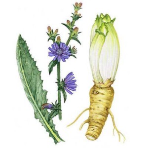 Вся правда про цикорий: польза и вред в растворимом виде. Вся правда про цикорий: польза и вред в растворимом виде.