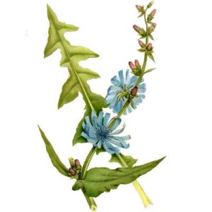 Вся правда про цикорий: польза и вред в растворимом виде. Вся правда про цикорий: польза и вред в растворимом виде.