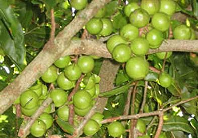 Такой знакомый незнакомец - орех макадамия : польза и вред