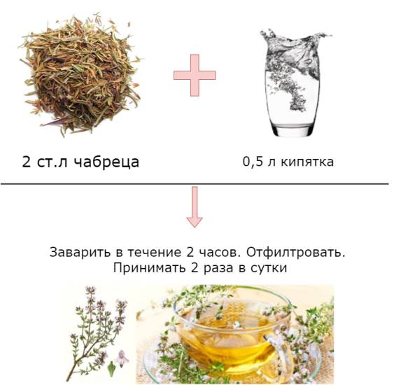 Чабрец – лечебные свойства и противопоказания Чабрец – лечебные свойства и противопоказания