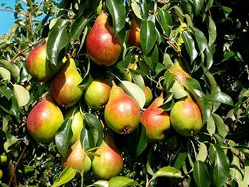 grusha_07_general_kirponos