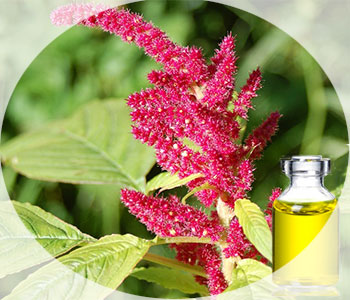 Помощник в красоте и оздоровлении - амарантовое масло: польза и вред Помощник в красоте и оздоровлении - амарантовое масло: польза и вред