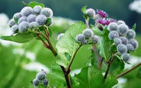 Сок лопуха - лечебные свойства и противопоказания знаменитого народного средства Сок лопуха - лечебные свойства и противопоказания знаменитого народного средства