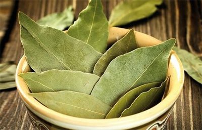 Лавровый лист - польза и вред ароматной приправы Лавровый лист - польза и вред ароматной приправы