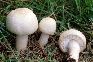 Шампиньоны: польза и вред Шампиньоны: польза и вред