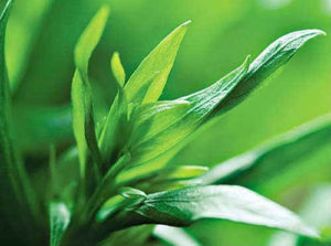 tarhun-lechebnye-svojstva-i-protivopokazaniya-2-300x223