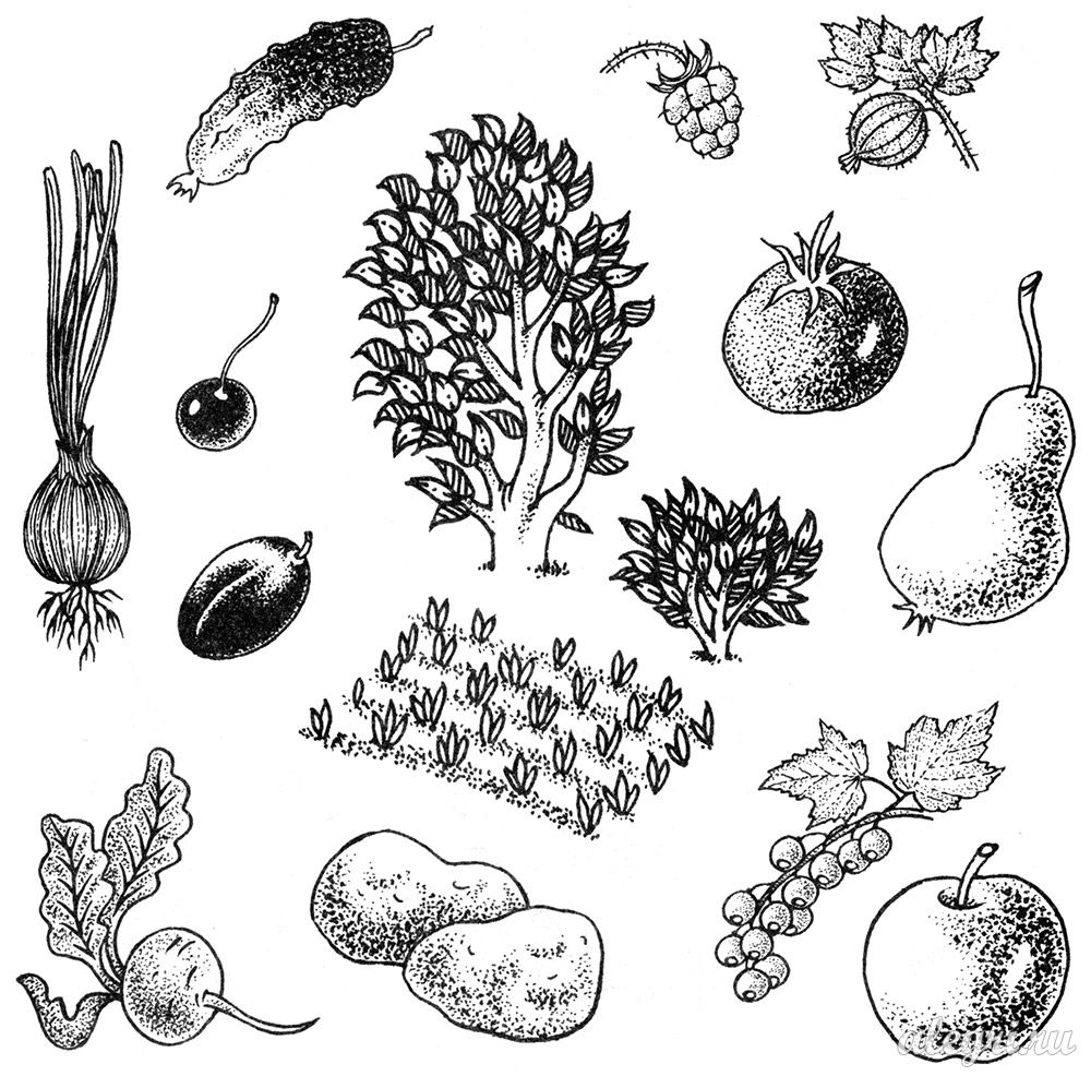 Учим ребенка различать фрукты и овощи