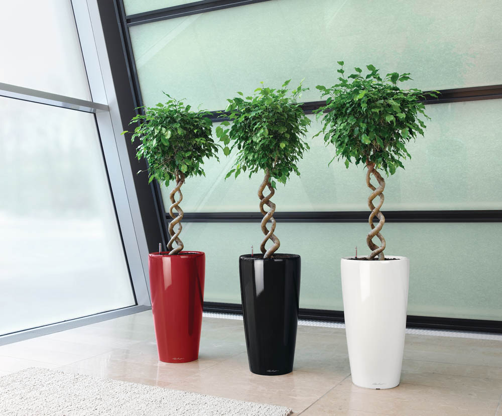 Лунный календарь комнатных цветов