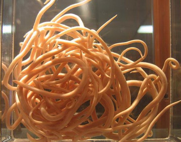 1379099626_zayif-kalmak-icin-1068116_novyy-razmer