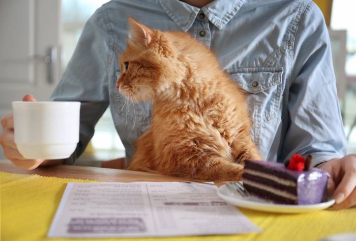 Любимый кот