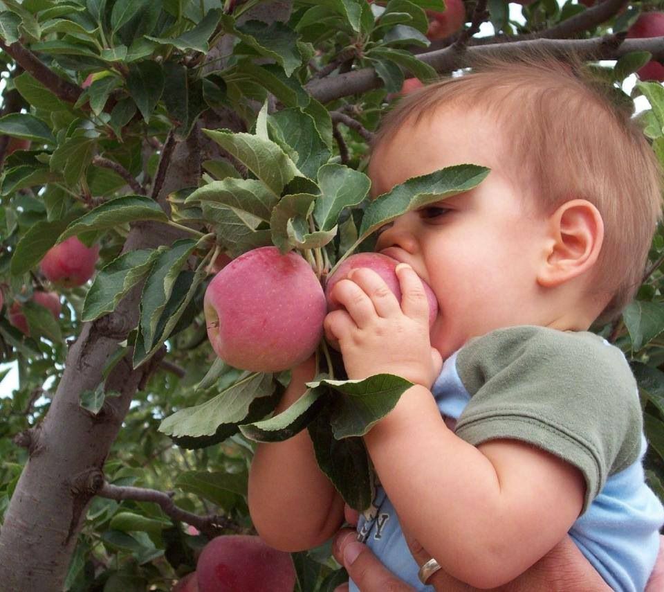 Самое большое количество витаминов в свежих фруктах и ягодах