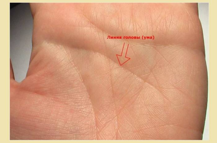 Полоска головы