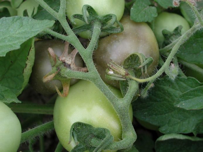 Серая гниль