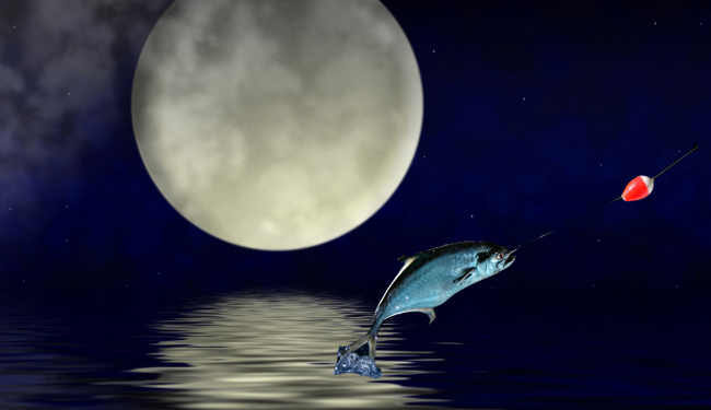 fullmoonfish