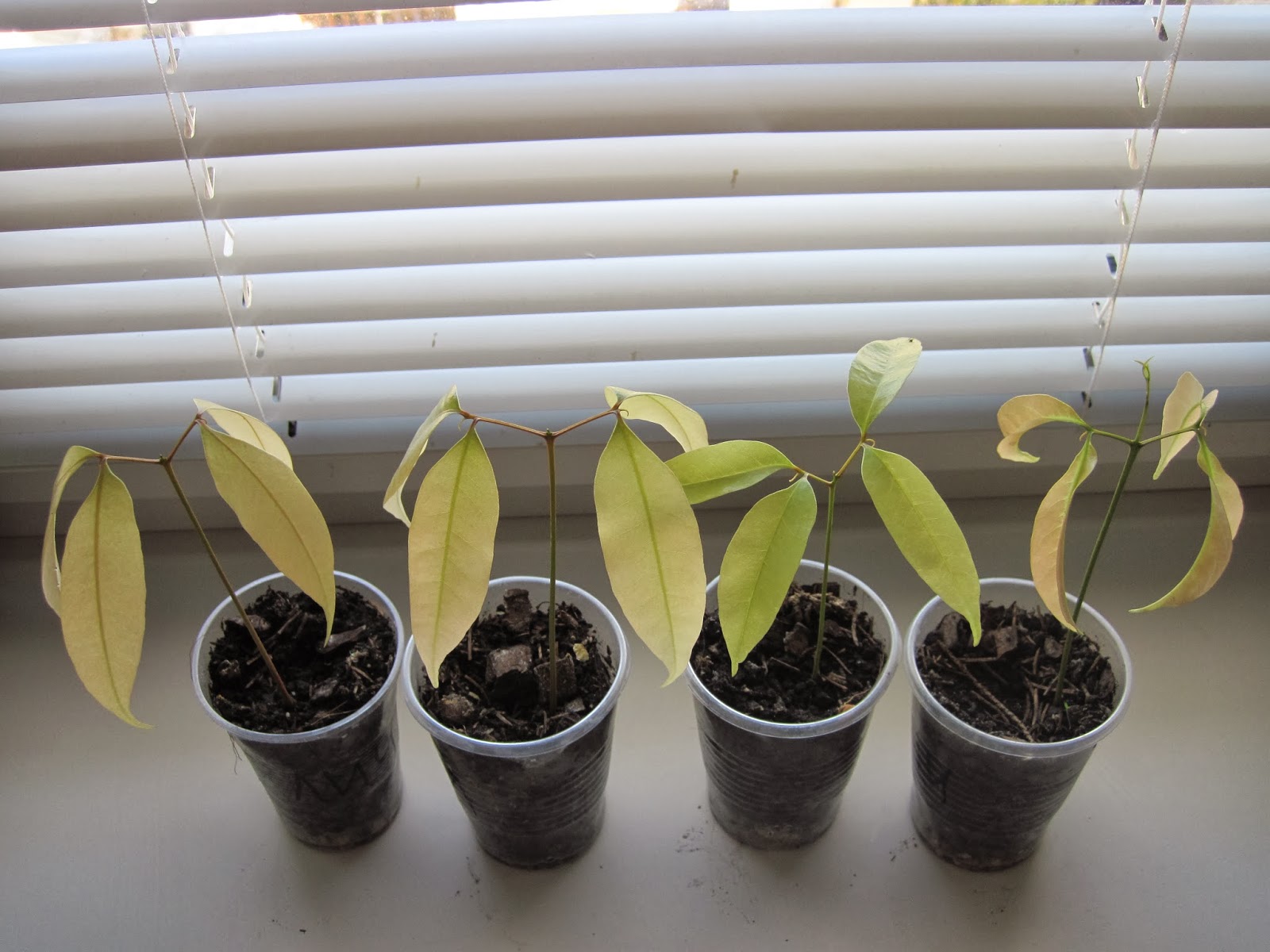 Почва для личи