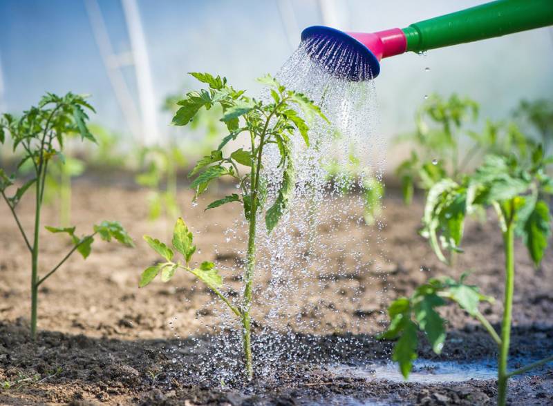 Полив пикированных помидор
