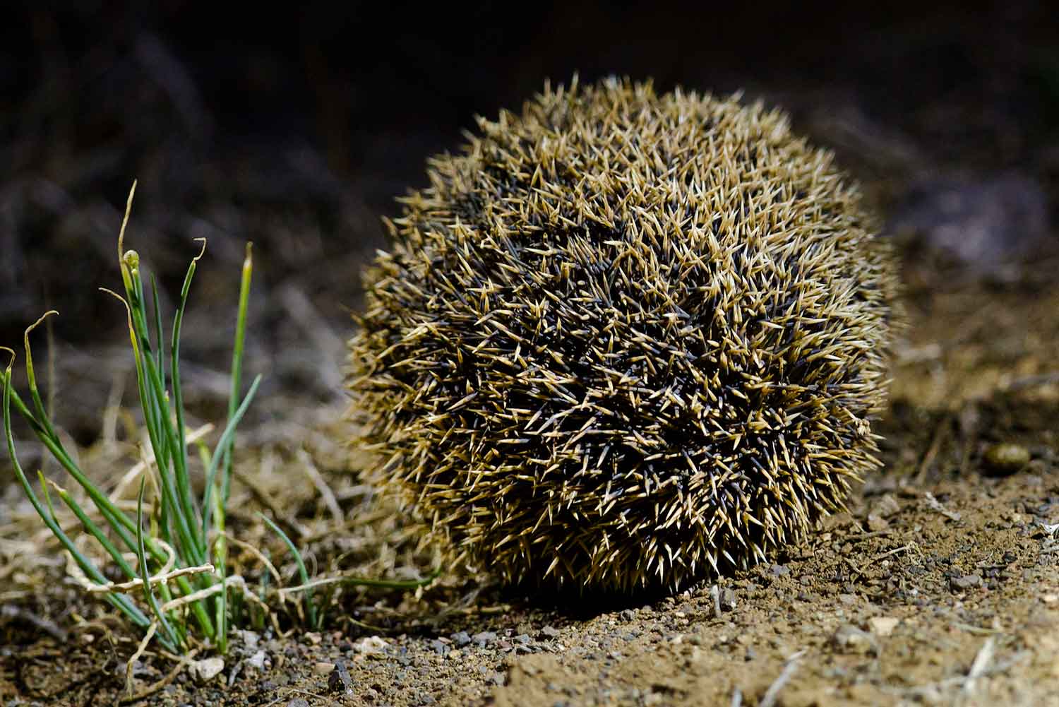 Еж защищается