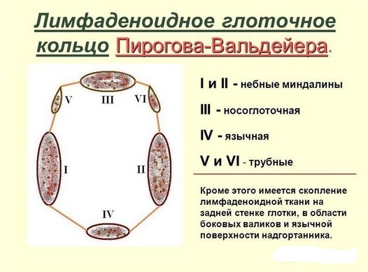 Шесть миндалин вместе формируют лимфоидное глоточное кольцо.