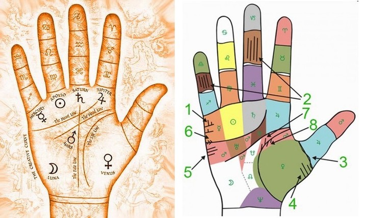Полоски, указывающие на количество будущих малышей на вторых фалангах пальцев