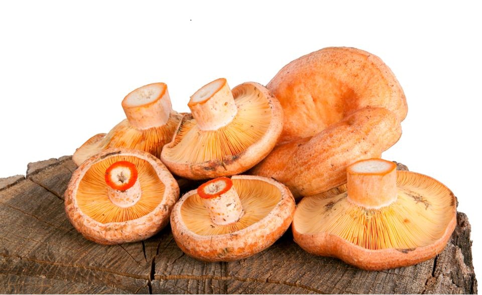 срезанные рыжики лежат на деревянном столе перед чисткой для засолки