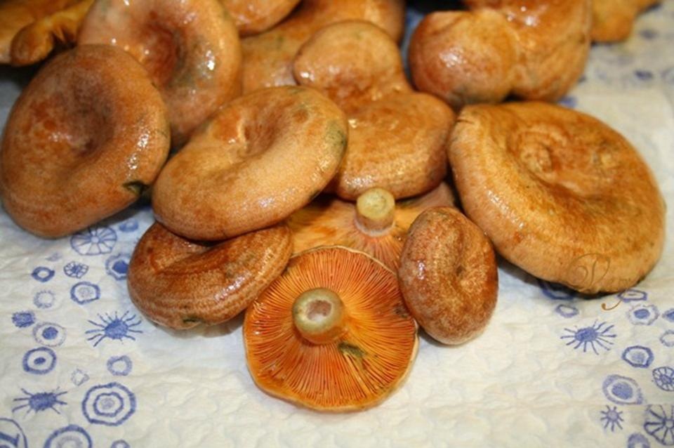 соленые холодным способом рыжики рассыпаны на столе
