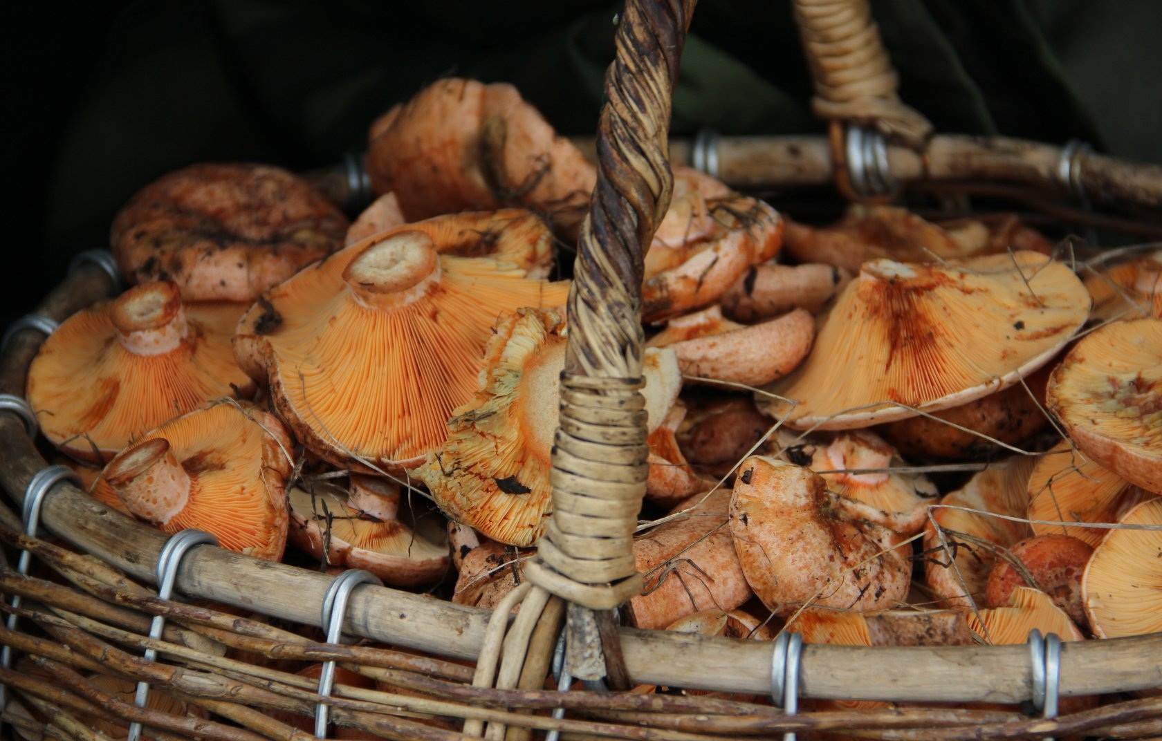 лукошко рыжиков перед очисткой и приготовлением