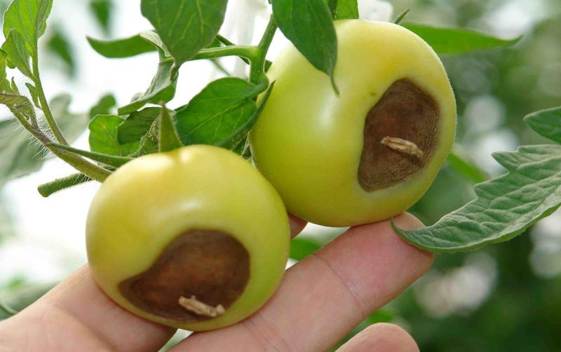 Гниль на помидорах