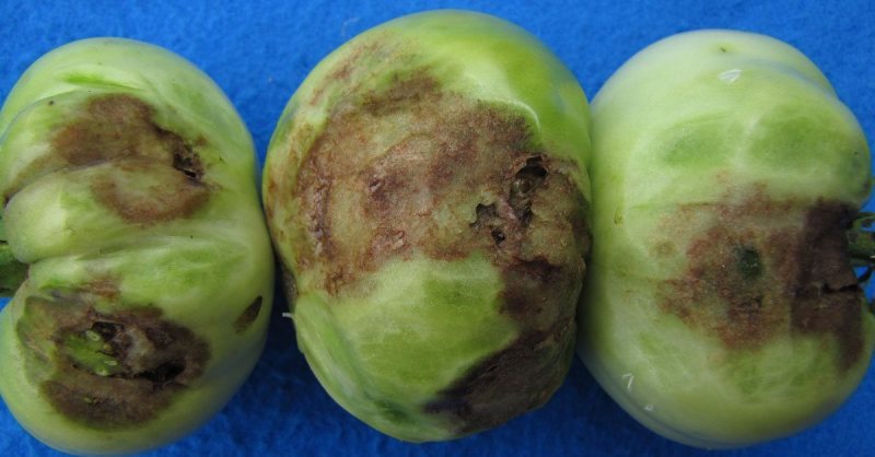 Вид вершинной гнили