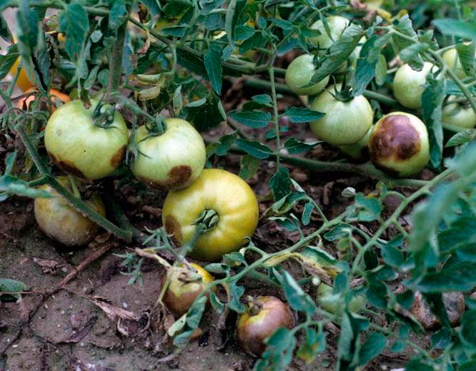 Заболевший куст