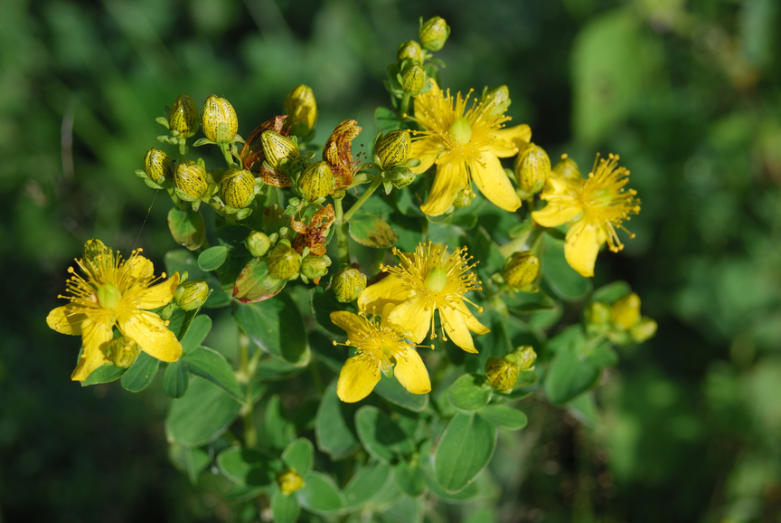 От многих недугов